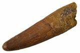 Juvenile Fossil Spinosaurus Tooth - Feeding Worn Tip #345894-1
